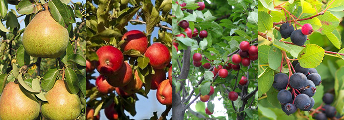 Berries, minor fruits and fruit trees